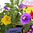 Carry Home Pack - Callibrachoa Selection 6 x 10.5cm Carry Pack BeddingAlternative Image1