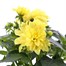 Dahlia Mixed 6.5Ltr Pot BeddingAlternative Image2