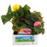 Begonia Nonstop Mixed Jumbo 6 Pack Boxed BeddingAlternative Image1