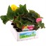 Begonia Nonstop Mixed Jumbo 6 Pack Boxed BeddingAlternative Image2