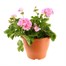 A Lucky Dip Selection! Geranium Trailing - 6.5L Pot Bedding Alternative Image