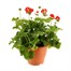 A Lucky Dip Selection! Geranium Trailing - 6.5L Pot Bedding Alternative Image