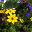 Planted Valencia Seasonal Outdoor Window Box Bedding Container SummerAlternative Image1