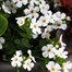 Hanging Basket Seasonal Bedding Designer Wicker Basket 14 Inches - SummerAlternative Image2