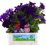 Surfinia Petunia Selection Super 6 Pack Boxed BeddingAlternative Image1