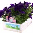 Surfinia Petunia Selection Super 6 Pack Boxed BeddingAlternative Image2