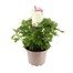 A Lucky Dip Selection! Chrysanthemum Mixed - 2L Pot Bedding Alternative Image