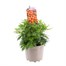 A Lucky Dip Selection! Chrysanthemum Mixed - 2L Pot Bedding Alternative Image