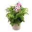 A Lucky Dip Selection! Chrysanthemum Mixed - 2L Pot Bedding Alternative Image