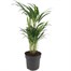 Dypsis Lutescens Chrysalidocarpus Houseplant - 24cm PotAlternative Image4