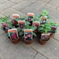 A Lucky Dip Selection! Fushia Bush Mixed - 10 x 7cm Starter Plants Alternative Image