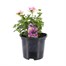 Nemesia Pinkberry 13cm Pot BeddingAlternative Image1