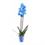 Orchid Blue Houseplant - 12cm PotAlternative Image4