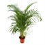 Dypsis Lutescens HouseplantAlternative Image4