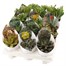 Succulents Mixed HouseplantAlternative Image4