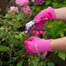 Town and Country Ladies Master Gardener Gloves - Pink - Medium (TGL271M)Alternative Image1