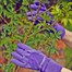 Town and Country Ladies Master Gardener Gloves  - Aubergine - Medium (TGL272M)Alternative Image1