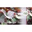 Discontinued - Longacres £10 Gift VoucherAlternative Image1