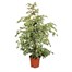 Ficus benjamina Starlight HouseplantAlternative Image3