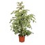 Ficus benjamina Starlight HouseplantAlternative Image3