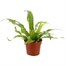 Asplenium Nidis HouseplantAlternative Image3