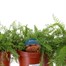 A Lucky Dip Selection! Achillea - 3 x 3L Pot Bedding Alternative Image