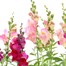 A Lucky Dip Selection! Antirrhinum - 13cm x 3 Pot BeddingAlternative Image1