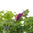 A Lucky Dip Selection! Aquilegia - 3 x 3L Pot Bedding Alternative Image