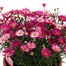 A Lucky Dip Selection! Argyranthemum - 6.5L Pot BeddingAlternative Image1
