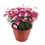 A Lucky Dip Selection! Argyranthemum - 6.5L Pot BeddingAlternative Image2