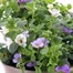 A Lucky Dip Selection! Bacopa Sutera Trio - 3 x 2L Pot Bedding Alternative Image