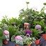 A Lucky Dip Selection! Basket Plants - 15 x 10.5cm Pot Bedding Tray Alternative Image