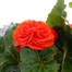 A Lucky Dip Selection! Begonia Nonstop - 13cm x 3 Pot BeddingAlternative Image1