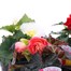 A Lucky Dip Selection! Begonia Nonstop - 3 x 13cm Pot Bedding Alternative Image