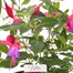 A Lucky Dip Selection! Bella Fuchsia - 13cm x 3 Pot BeddingAlternative Image1