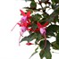 Fuchsia Bella 6.5Ltr Pot BeddingAlternative Image1