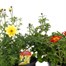 A Lucky Dip Selection! Bidens - 3 x 13cm Pot BeddingAlternative Image1