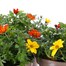 A Lucky Dip Selection! Bidens Trio - 3 x 2L Pot Bedding Alternative Image