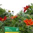 A Lucky Dip Selection! Bidens Trio Mixed - 3 x 13cm Pot Bedding Alternative Image