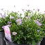 A Lucky Dip Selection! Brachyscombe - 3 x 13cm Pot Bedding Alternative Image