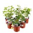 A Lucky Dip Selection! Fuchsia Trailing Mixed - 6 x 10.5cm Pot BeddingAlternative Image1