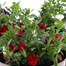 A Lucky Dip Selection! Calibrachoa Trio - 3 x 2L Pot Bedding Alternative Image