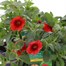 A Lucky Dip Selection! Calibrachoa Trio Mixed - 3 x 13cm Pot Bedding Alternative Image