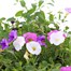 A Lucky Dip Selection! Callibrachoa Assorted 3 x 13cm Pot BeddingAlternative Image1