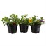 A Lucky Dip Selection! Callibrachoa Assorted 3 x 13cm Pot BeddingAlternative Image2