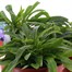 A Lucky Dip Selection! Campanula - 3 x 3L Pot Bedding Alternative Image