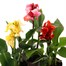 A Lucky Dip Selection! Canna Lily - 3 x 2L Pot Bedding Alternative Image