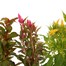 A Lucky Dip Selection! Celosia - 13cm x 3 Pot Bedding Alternative Image
