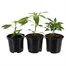 A Lucky Dip Selection! Chilli Peppers Assorted 3 x 1L Pot VegetablesAlternative Image1