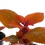 A Lucky Dip Selection! Coleus - 3 x 13cm Pot Bedding Alternative Image